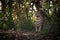 Jaguar sitting in trees in dappled sunlight