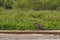 Jaguar stalking through vegetation on Cuiaba river in the Pantanal Brazil