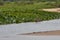 Jaguar stalking through vegetation on Cuiaba river in the Pantanal Brazil