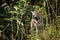 Jaguar standing staring through undergrowth in sunshine