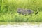 Jaguar standing in wetland on riverbank