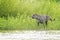 Jaguar standing in wetland on riverbank