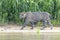 Jaguar standing in wetland on riverbank