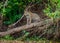 Jaguar stands on a tree above the river in the jungle.