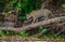 Jaguar stands on a tree above the river in the jungle.