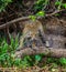 Jaguar stands on a tree above the river in the jungle.