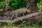 Jaguar stands on a tree above the river in the jungle.