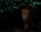 Jaguar in tropical rainforest at night