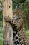 A jaguar using a scratching post - Brazil