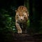 Jaguar walking through a dark wooded area at night, AI-generated.