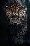 Jaguar Walking down, penetrating eyes, frontal shot, tattoo design, better light