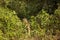 Jaguar Walking out of Forest