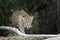 Jaguar walking in wetland looking at camera