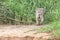 Jaguar walking in wetland looking at camera