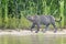 Jaguar walking in wetland on riverbank