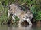 Jaguar in water. Panthera onca. Green natural background. Side view. Natural habitat. Cuiaba river,  Brazil
