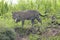 Jaguar in wetland on riverbank