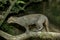 Jaguarundi, herpailurus yaguarondi, Adult standing on Branch