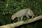 Jaguarundi, herpailurus yaguarondi, Adult standing on Branch