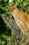 Jaguarundi, herpailurus yaguarondi, Adults standing on Branch