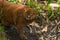 Jaguarundi Puma yagouaroundi