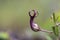 Jaini Ceropegia Flower on a Platue at Amboli,MAharashtra,India