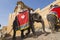 JAIPUR, INDIA - SEPTEMBER 18, 2017: Unidentified men ride decorated elephants in Jaleb Chowk in Amber Fort in Jaipur, India.