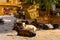 Jaisalmer, India - August 20, 2009: group of cows relax in the shade near some shops in a square in jaisalmer, Rajasthan, India