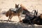 Jakals at kgalagadi transfrontier park, south africa