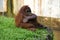 Jakarta June 2021 - Orangutan sit on the grass