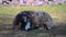 Jakob sheep lies  calmly on a meadow and relaxed