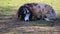 Jakob sheep lies  calmly on a meadow and relaxed