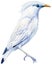 Jalak Bali, Beautiful birds. Bali Myna watercolor illustration isolated on white background