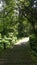 Jalan setapak hiking track wood track green forest potrait