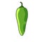 Jalapeno pepper. Spicy green chili.