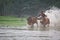 Jallikattu, a rural advanture sport