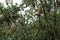 Jam and cider vinegar wasp traps, hanging in a conference pear tree..