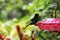 Jamaica Hummingbird sits and thinks