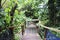 Jamaica Konoko falls park rainforest, bridge