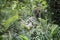 Jamaica Mount Mystic palm trees ferns and banana tree flowers