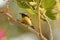 Jamaican Bananaquit