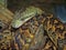 Jamaican boa, Epicrates subflavus, is threatened with extinction
