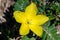 Jamaican feverplant Tribulus cistoides macro - Hollywood, Florida, USA