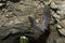 Jamaican Fruit Bat flying in cave, Tikal Guatemala