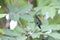 Jamaican Mangos or Black Mango Hummingbirds in Jamaica