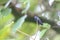 Jamaican Mangos or Black Mango Hummingbirds in Jamaica
