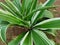 Jamaican Pleomele Ornamental Plant, green plant