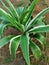 Jamaican Pleomele Ornamental Plant, green plant