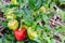 Jamaican Scotch Bonnet Pepper hanging from plant