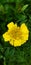 Jamanthi poovu or Chrysanthemum flower is a flower from species of perennial flowering plants in the family Asteraceae.